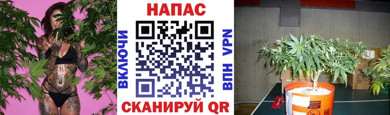 Марихуана сатива Нурлат